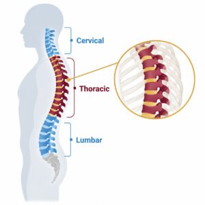 Diagram showing the thoracic spine's position between the cervical and lumbar spine