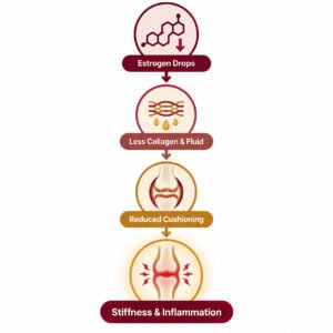 How declining estrogen leads to joint stiffness and inflammation during menopause